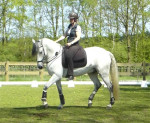 Barebackpad Support Small/ Medium op een Lusitano